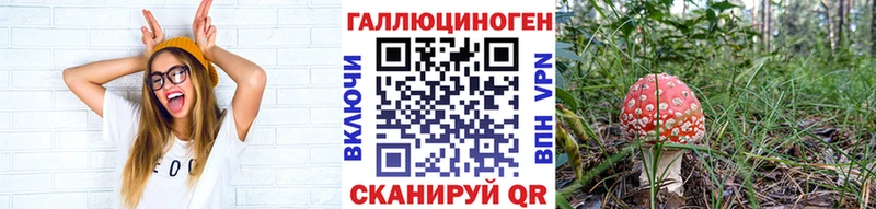 Псилоцибиновые грибы Psilocybine cubensis  Камышлов 